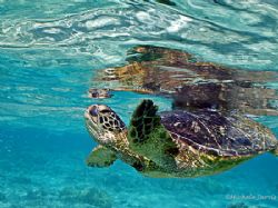 Turtle Reflection
Kailua Kona, Hawaii, cropped, This guy... by Michele Jarvis 